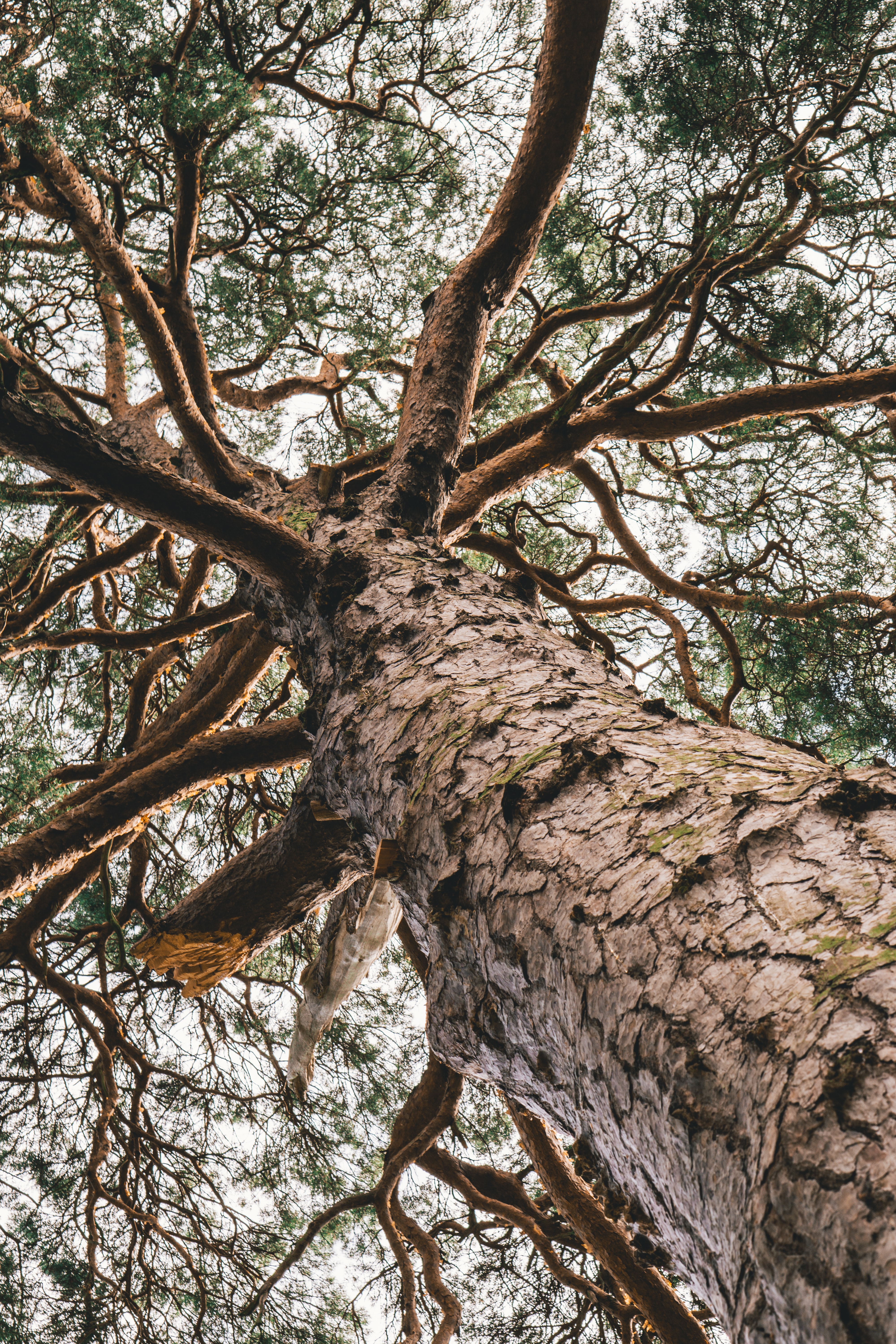 tree removal