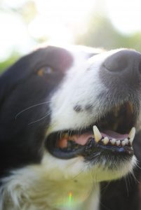 vet dentist